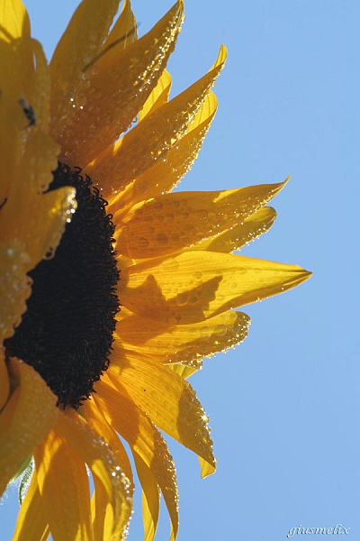 Yellow flower - (IMG_2249_1rid).jpg